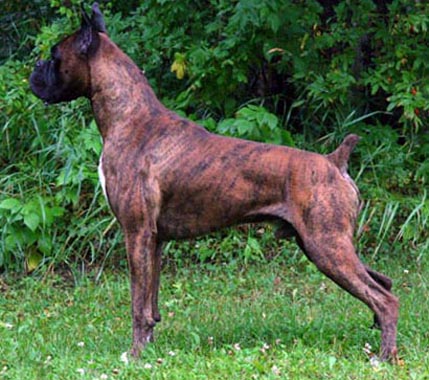 lex_2007_08a_f.jpg