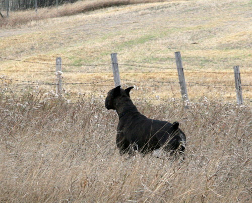 macey_grass4_f.jpg