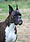 macey_8yrs1_f.jpg