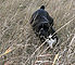 macey_grass1_f.jpg
