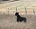 macey_grass4_f.jpg