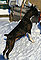macey_snowbank1_f.jpg