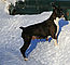 macey_snowbank3_f.jpg