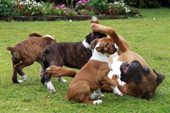 ronin_pups.png