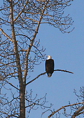eagle_1.jpg