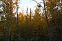 2007_10_01_autumn4_f.jpg