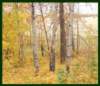 home_backyard2003_small.jpg