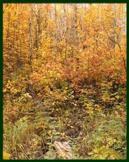 home_bush1.jpg
