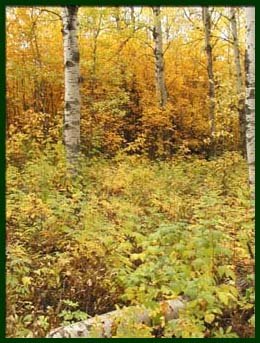 home_bush3.jpg