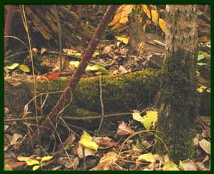 home_fungi1.jpg