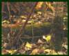home_fungi1_small.jpg
