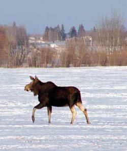 home_moose.jpg