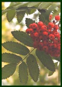 home_mountainash2.jpg