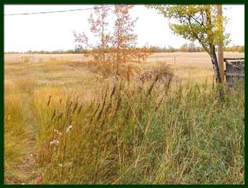 home_pasture2003.jpg