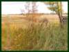 home_pasture2003_small.jpg