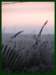home_pinkmist2_small.jpg