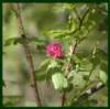 home_rose2_small.jpg